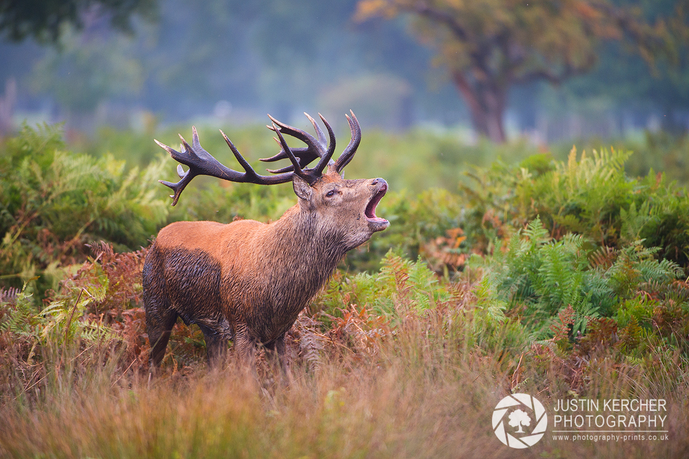 Dirty Stag