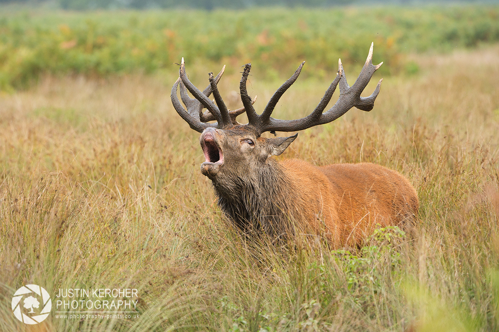 Barking Red Stag V