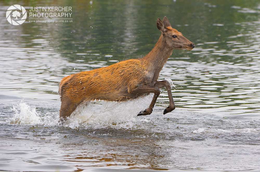 Bounding through the Lake I