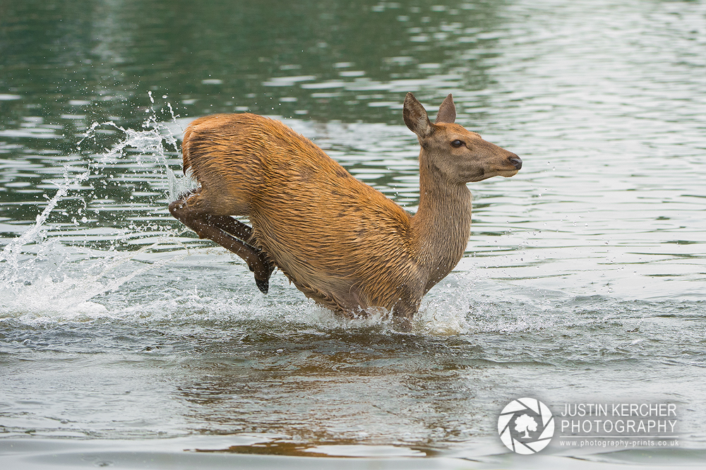 Bounding through the Lake II