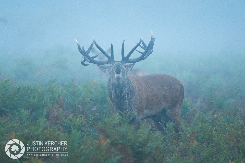 Barking in the Mist
