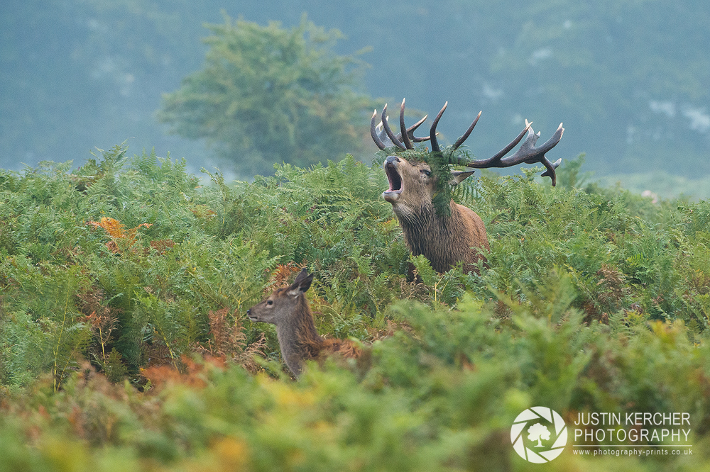 Barking Red Stag VII