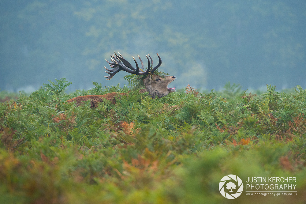 Barking Red Stag VIII