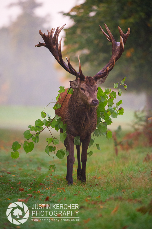 Rutting Fashion