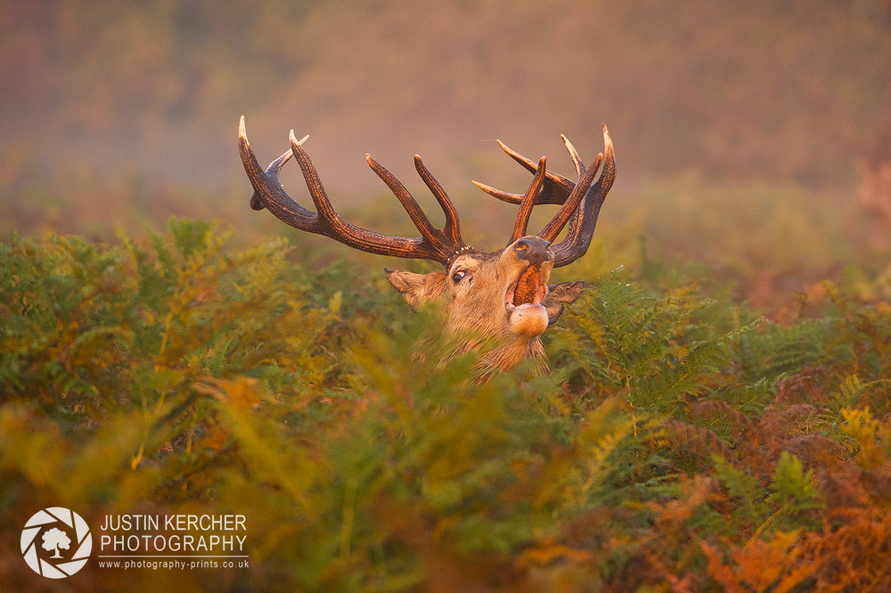 Barking Stag X