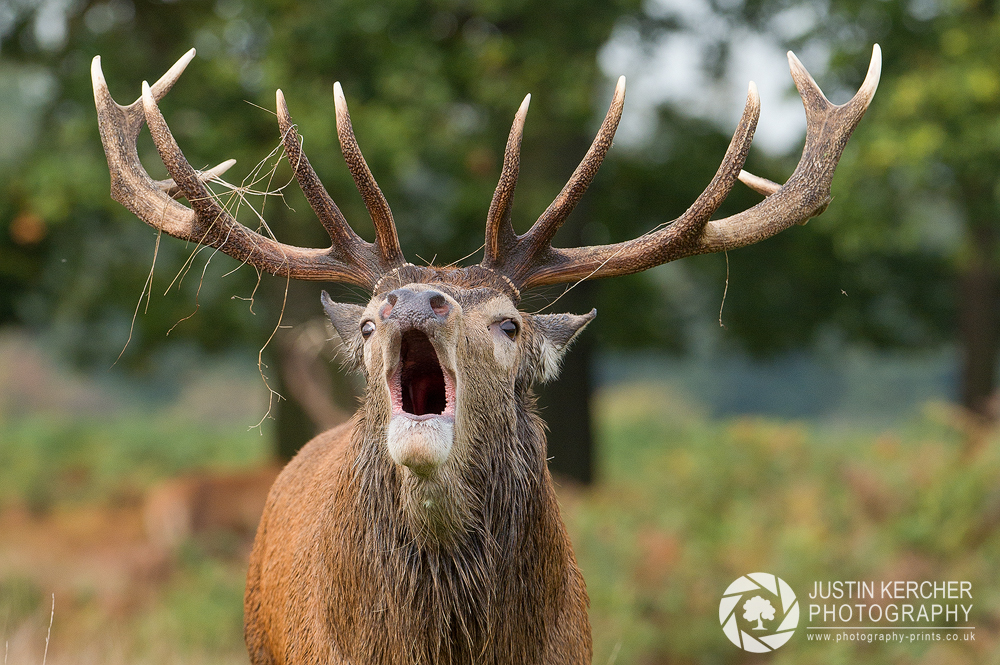 Barking Stag XI