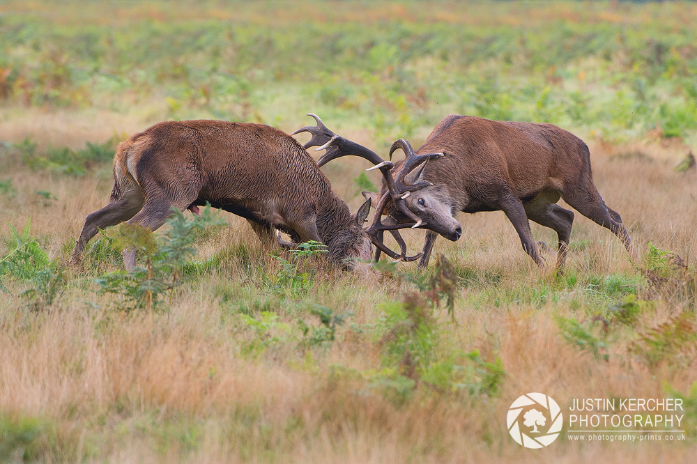 Rutting Stags 1/5