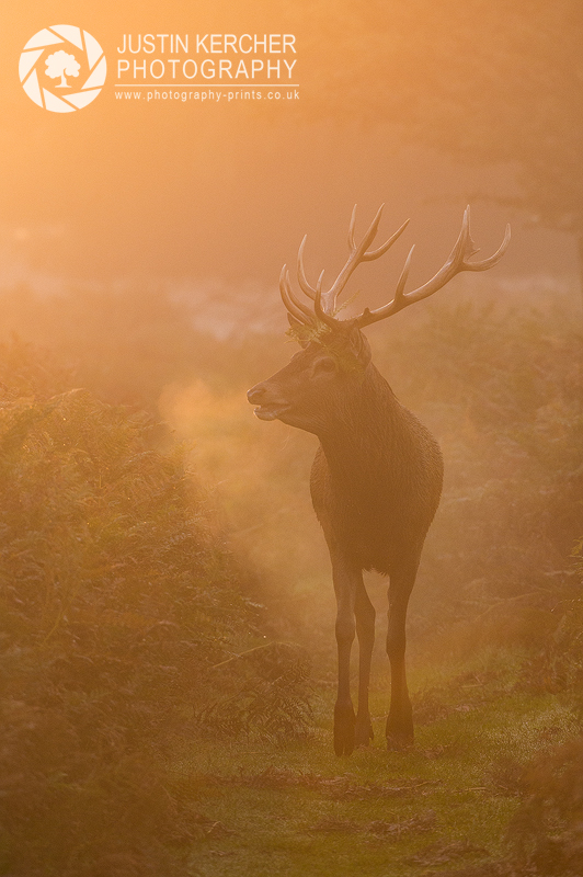 Morning Breath V