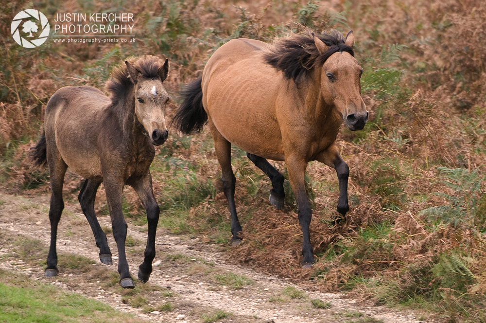 New Forest Drift I