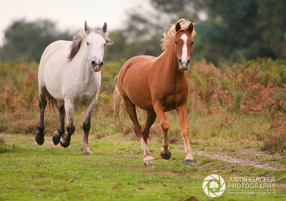 New Forest Drift II