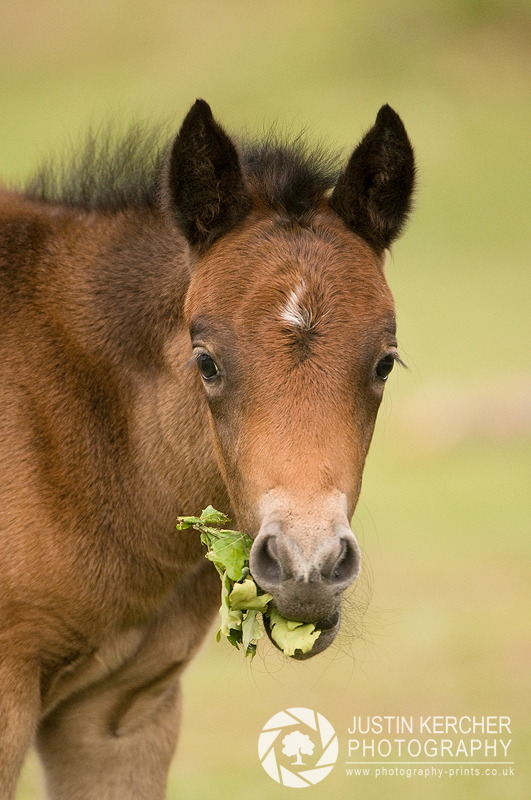 Foal Portrait