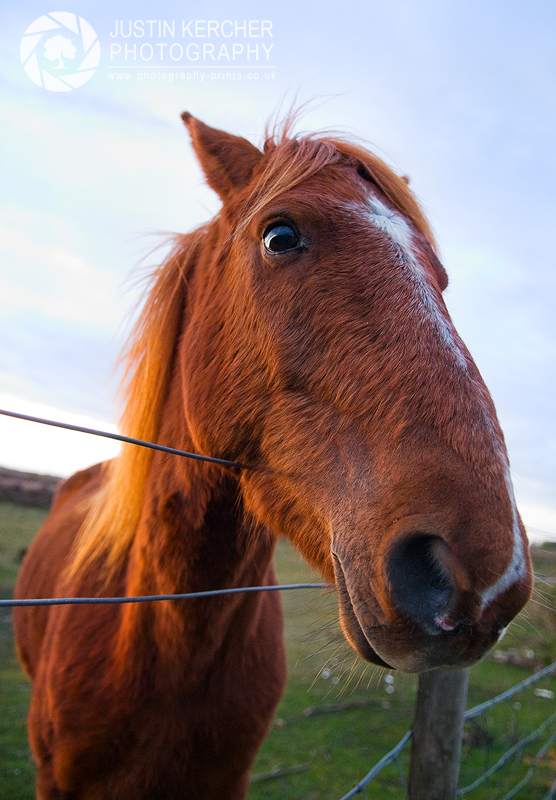 Mr Ed