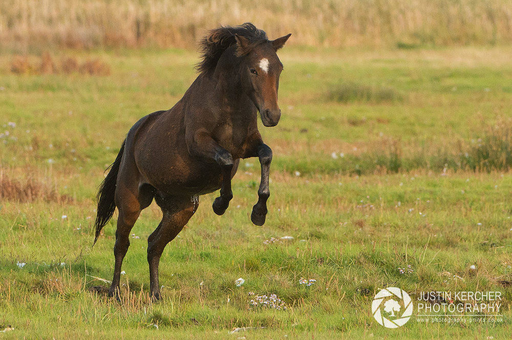 Jumping Horse