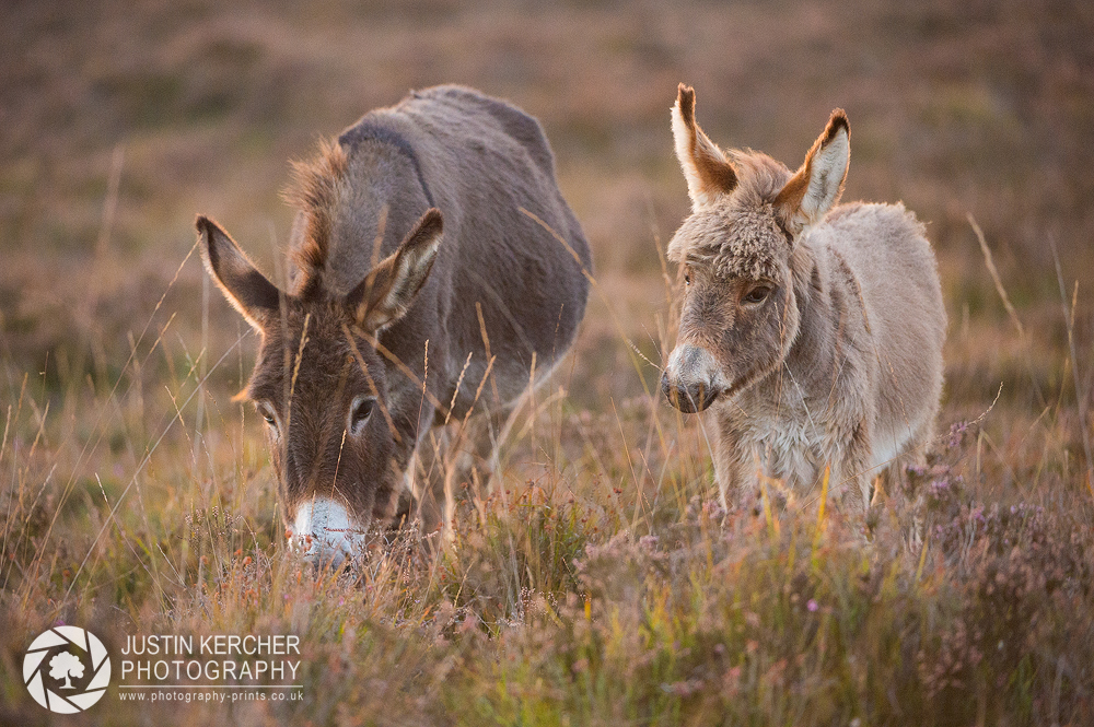 Donkeys at Dusk