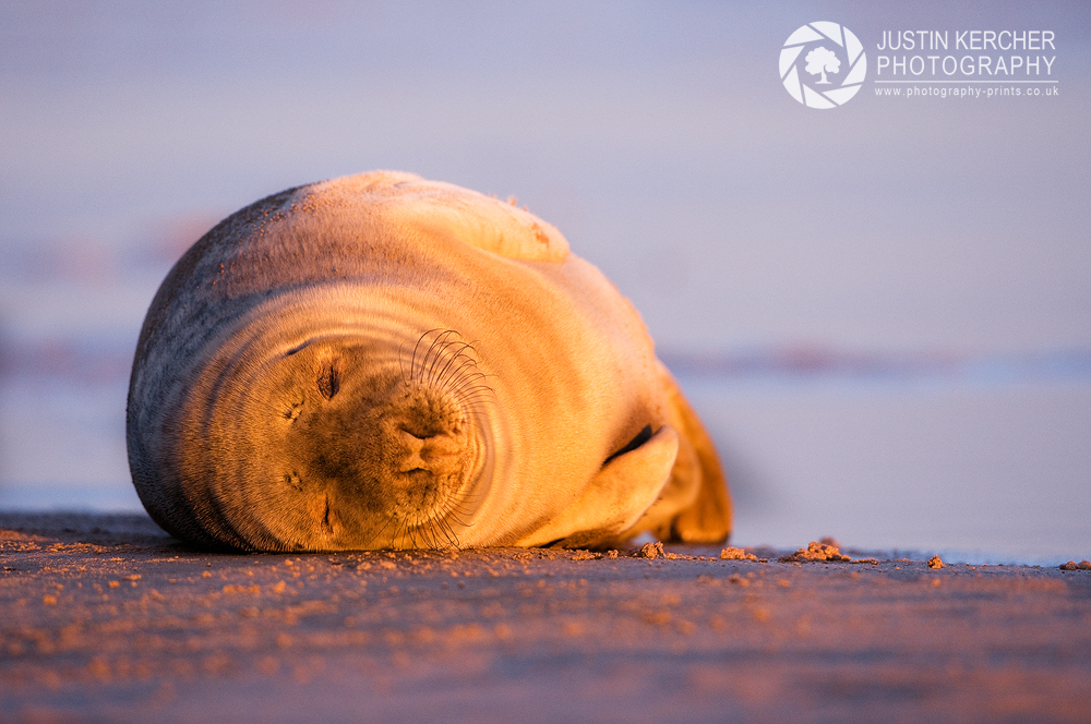 Let Sleeping Seals Lie