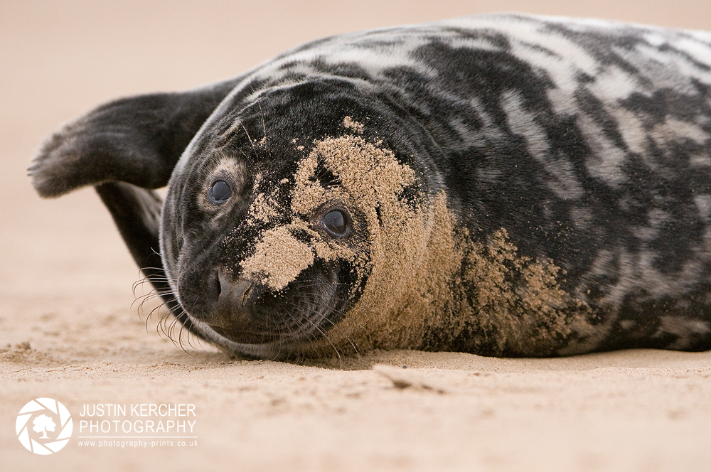 Phantom of The Seals