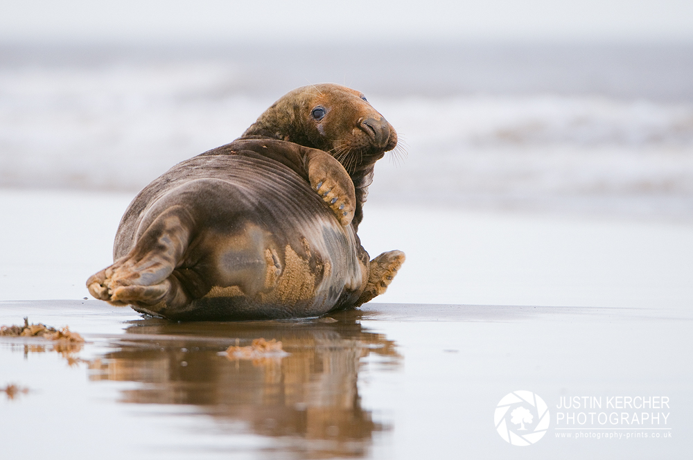 Grey Seal Bullet