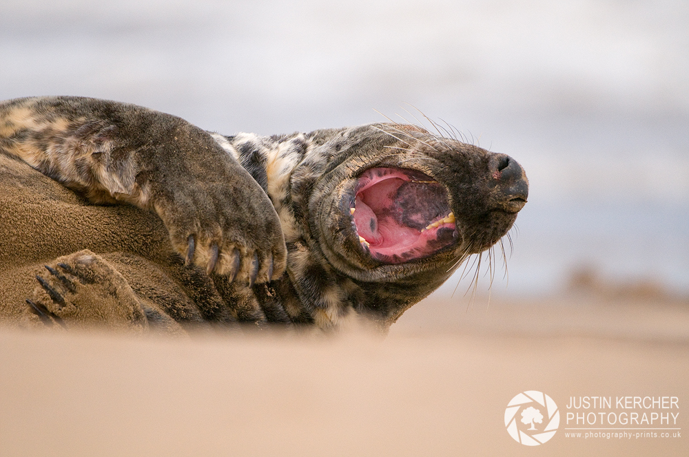 Yawning Bull