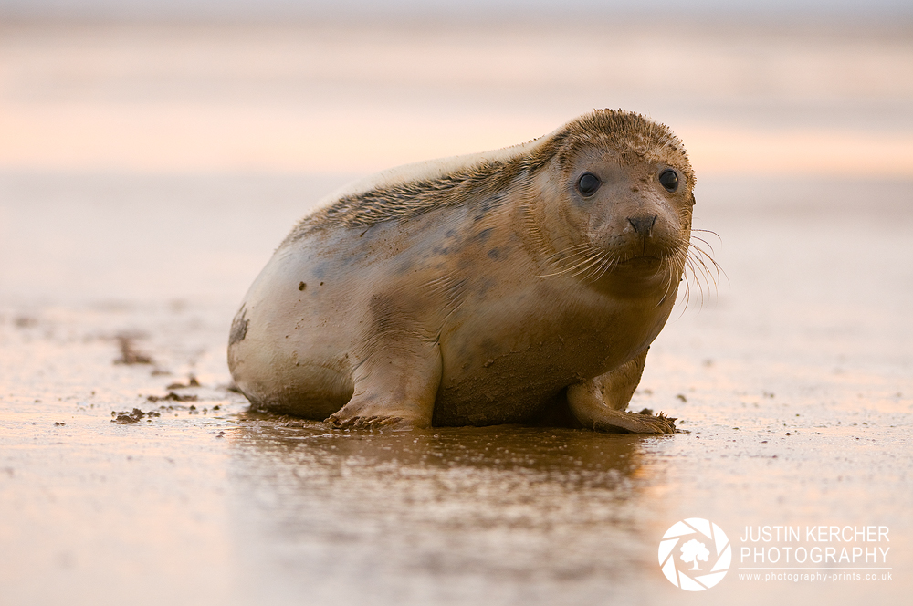 Furry Seal Pup
