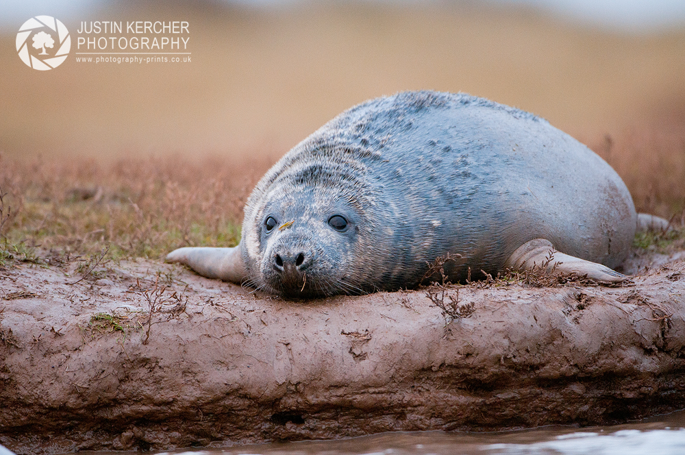 On the Mud