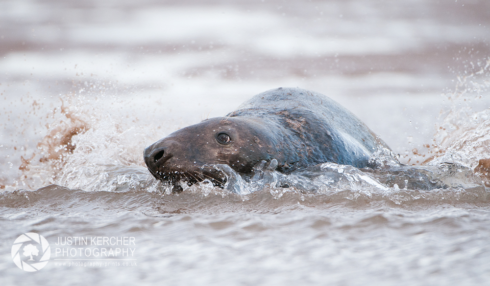 Splash Down