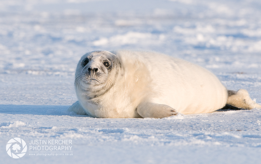 Frozen Pup