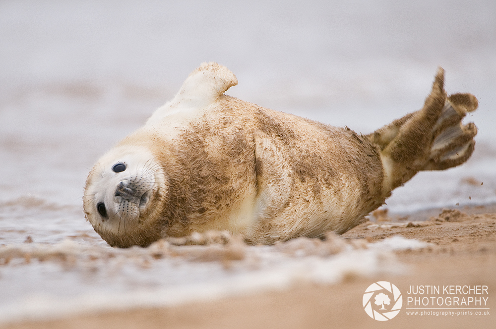 Rolling Pup