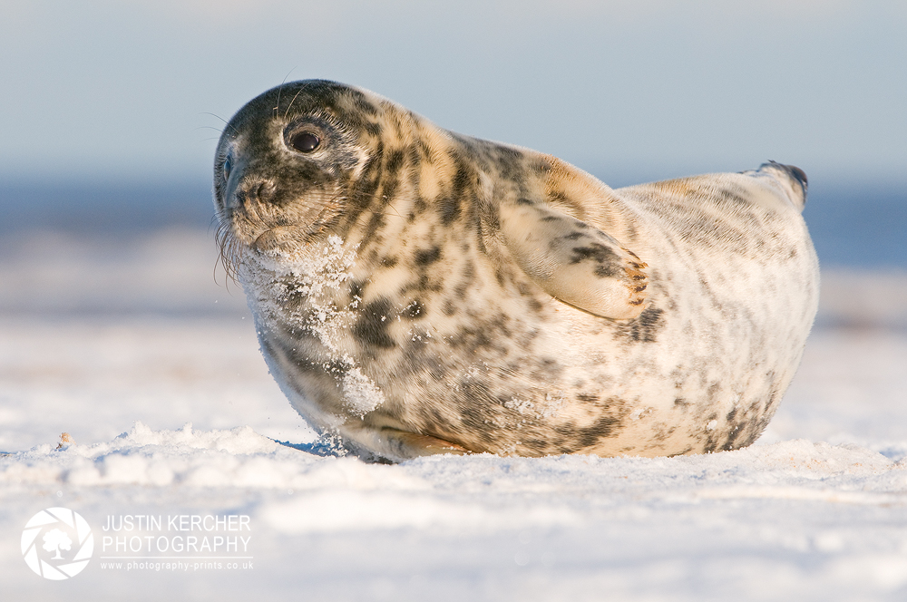 Rocking Seal