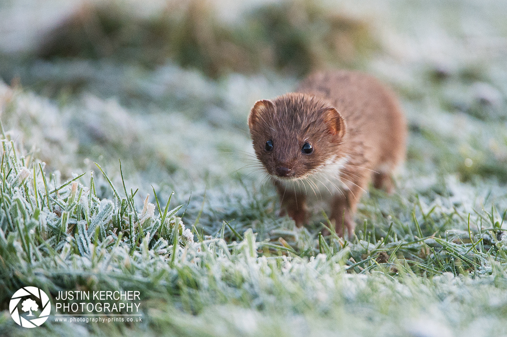 Frozen Weasel