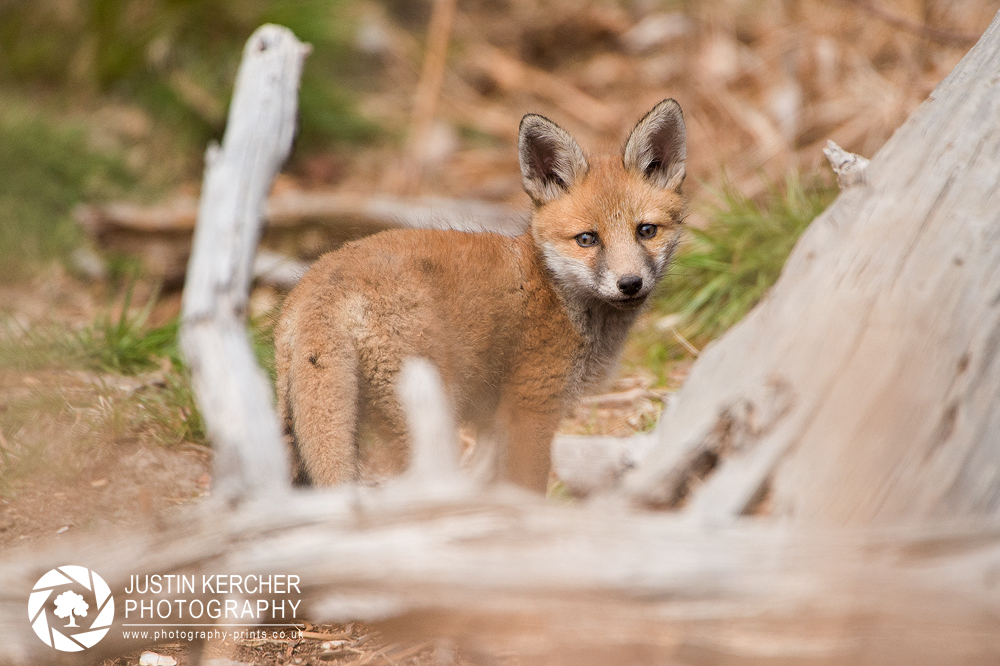 Fox Kit