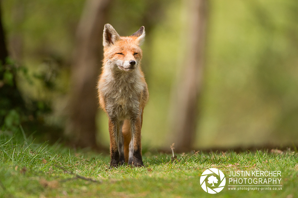 Basking Fox II