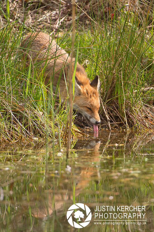 Drinking Fox