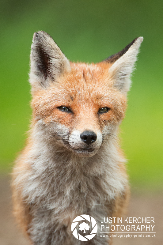 Portrait of a Vixen