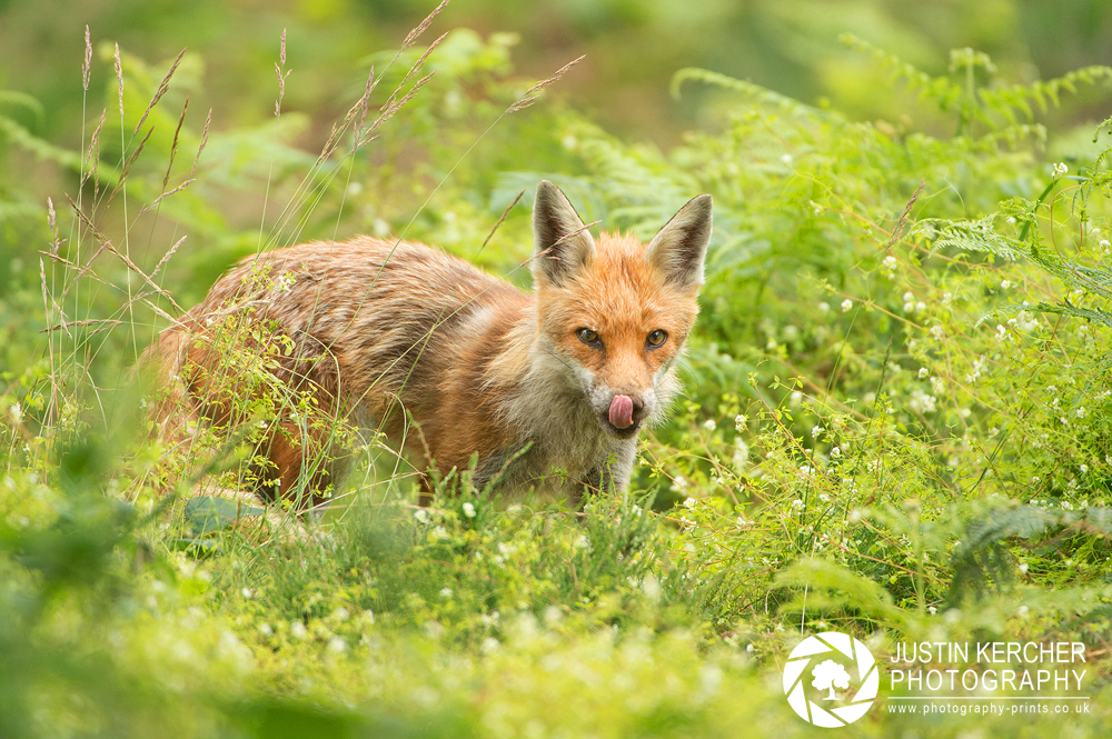 Fox Licking Lips