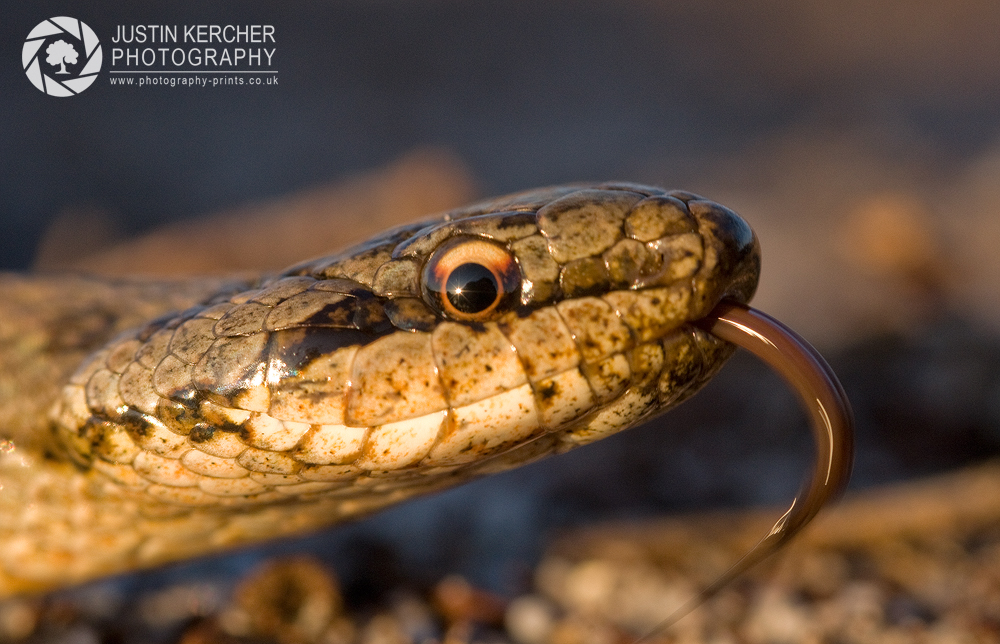 European Grass Snake