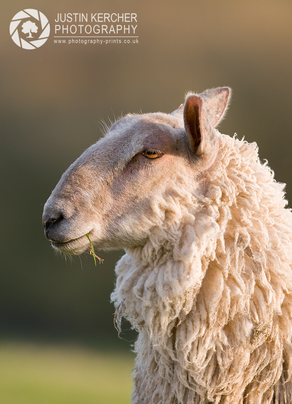 Sheep Portrait