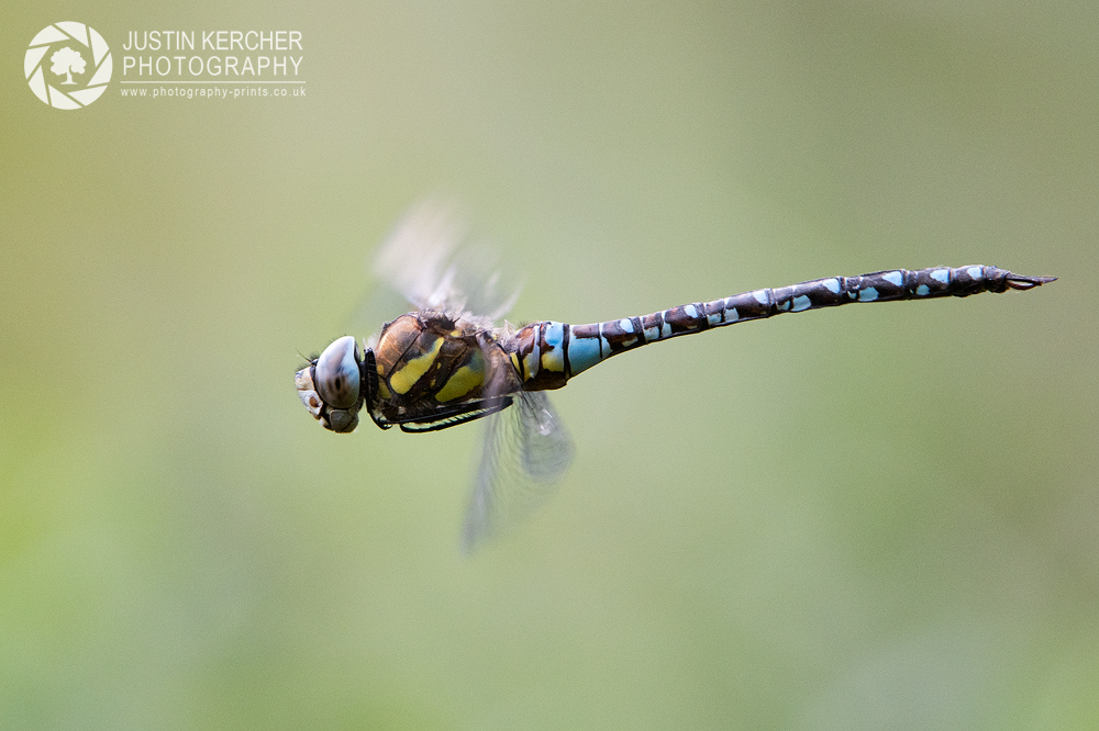 Southern Hawker in Flight