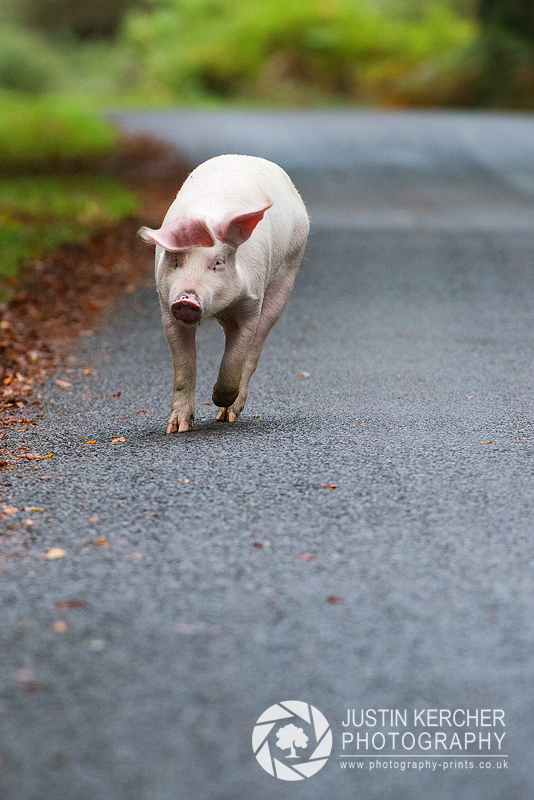 Run Little Piggy II