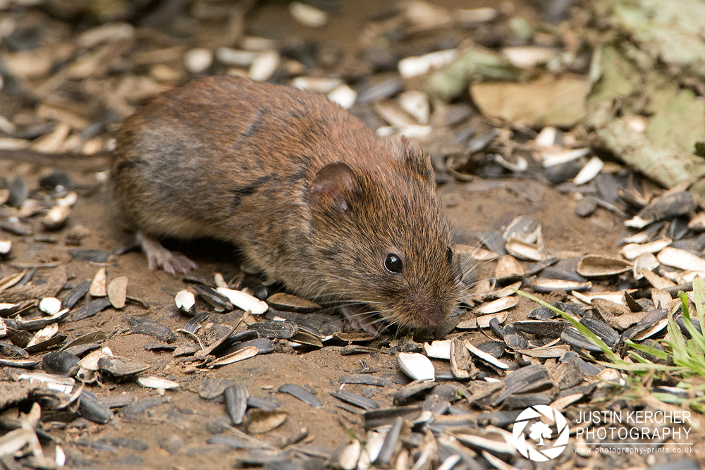 Field Vole