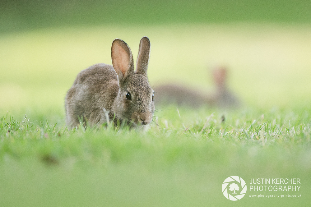 Wild Rabbits