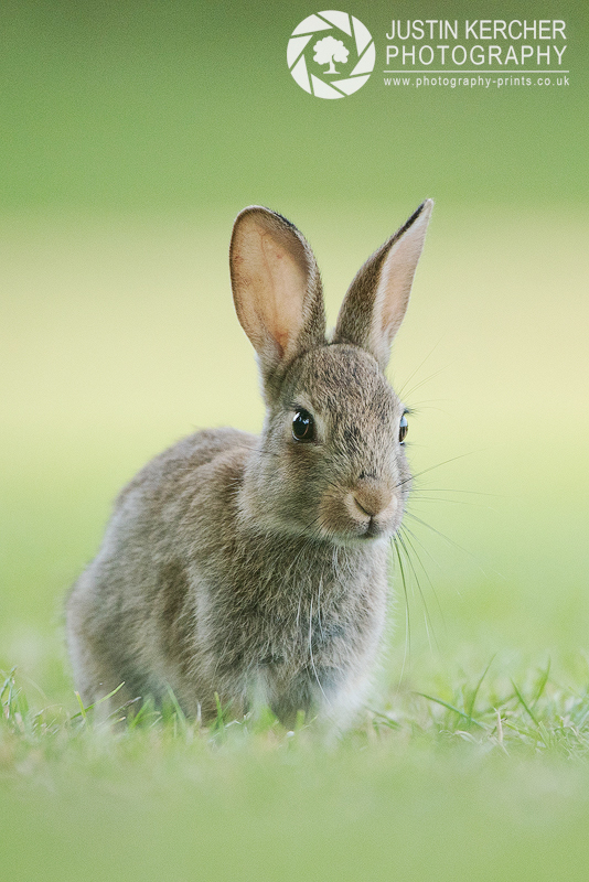 A Wild Rabbit