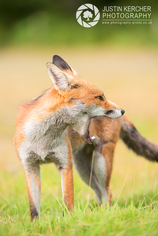 Yawning Fox