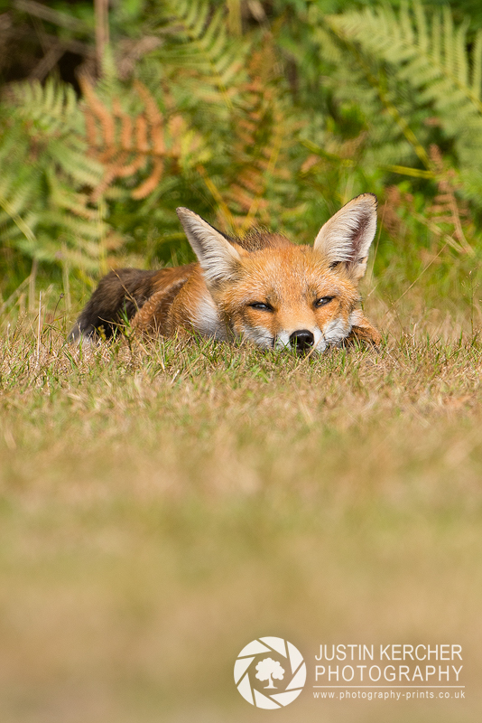 Sleepy Fox