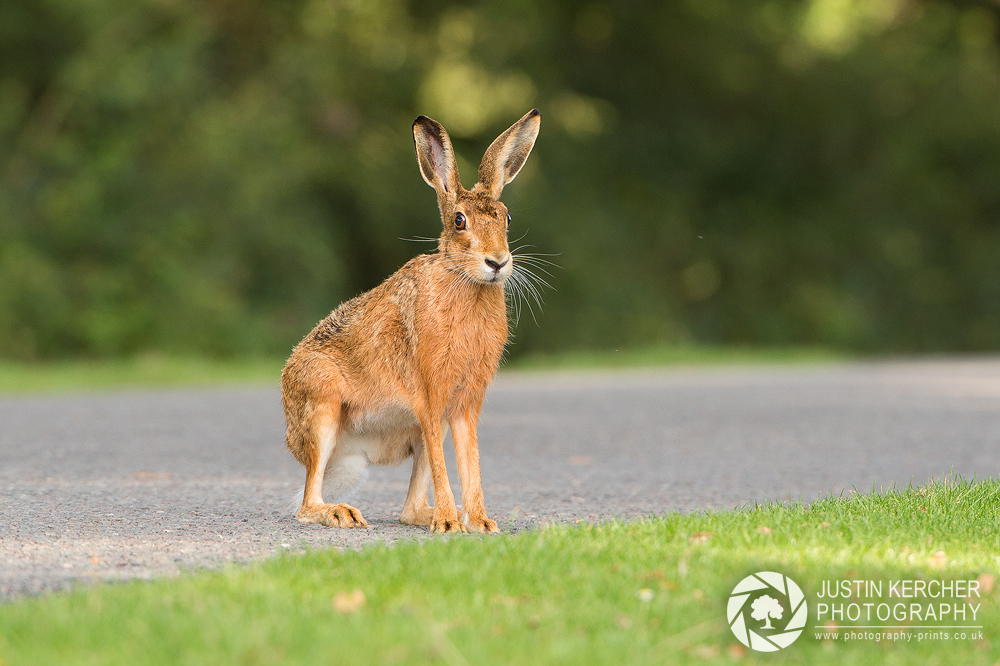 Wild Hare