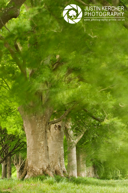 Spring Breeze in the Trees