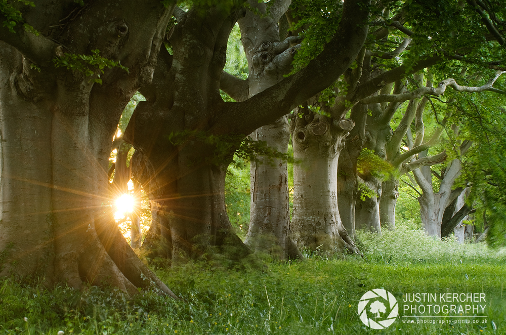 Sunset Through the Beach Trees