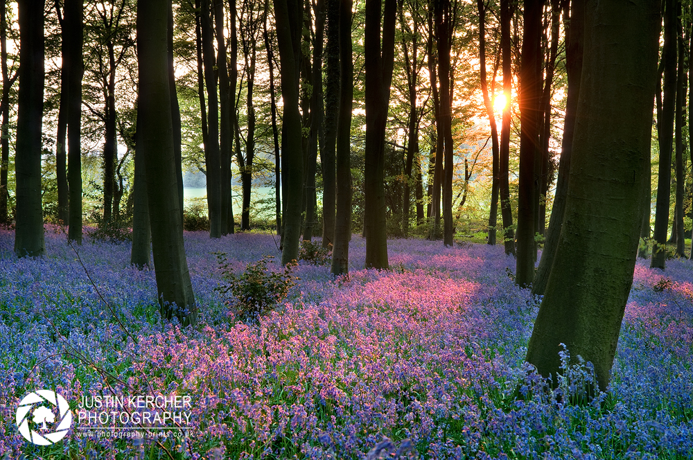 Bluebell Sunset