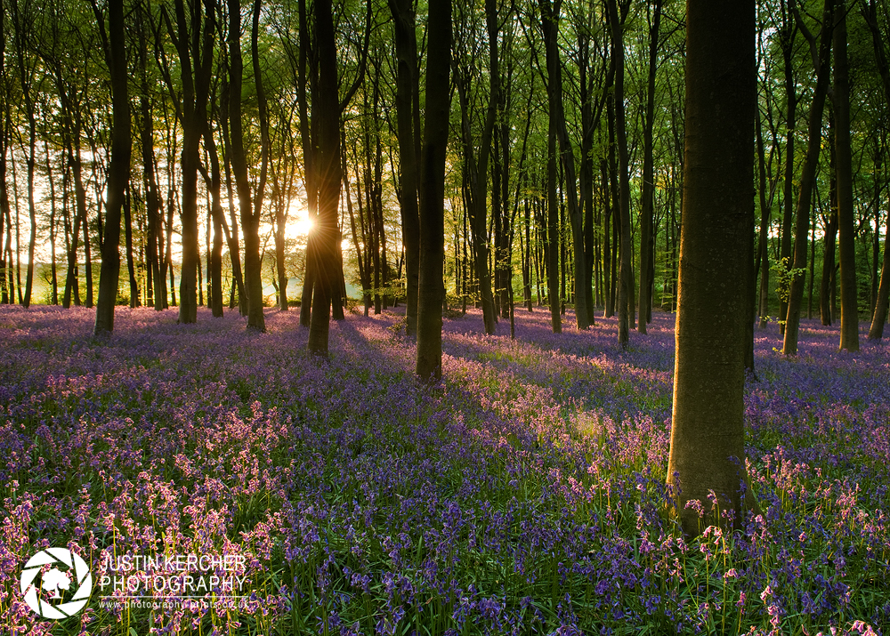 Golden Bluebells