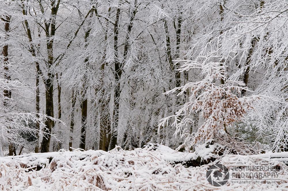 Snow in the Forest