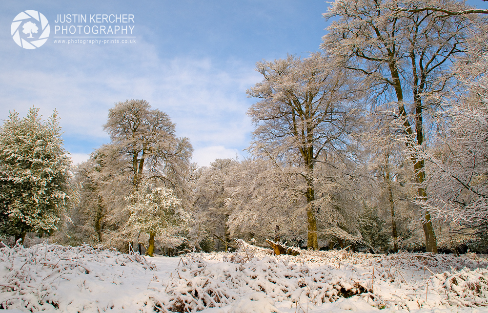 Snow in the Forest II